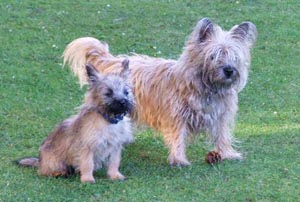 scrambles and chaos - belper based cairn terriers