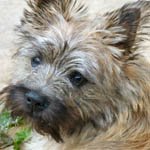 Scrambles the Cairn Terrier writes for All Things Local